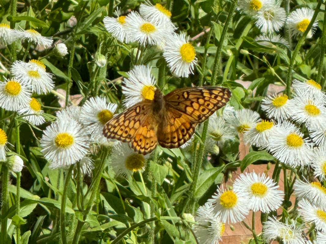 How to Create a Wildlife-Friendly Garden (and Attract Bees, Birds, and Butterflies!)