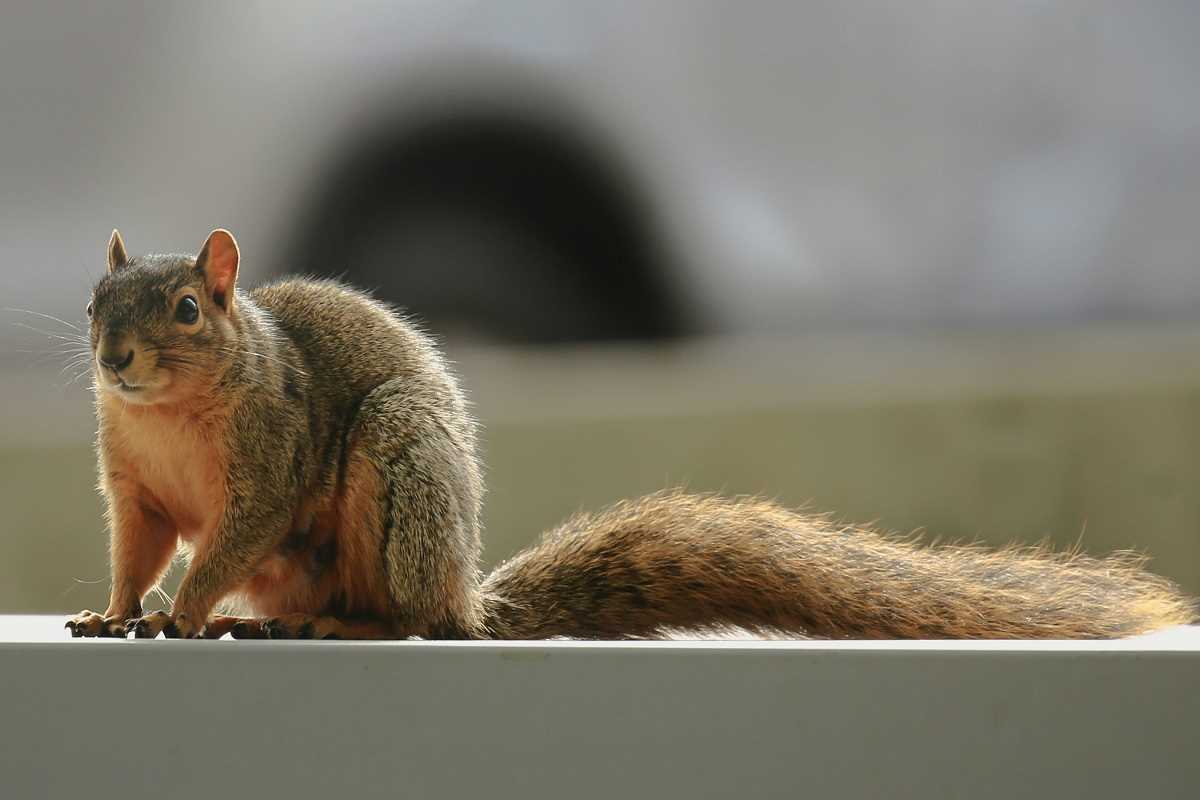 How to Keep Squirrels Out of Your Attic