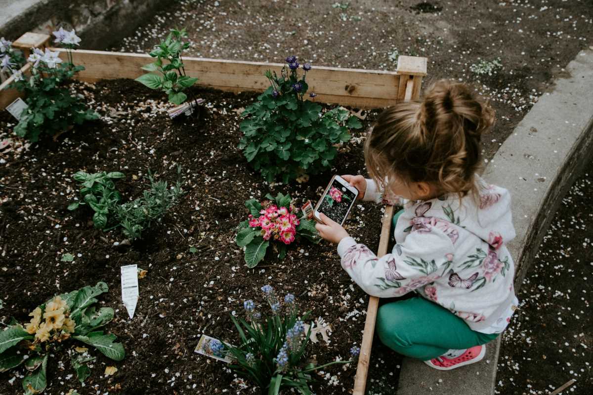 Low-Maintenance Flowers for Newbie Gardeners